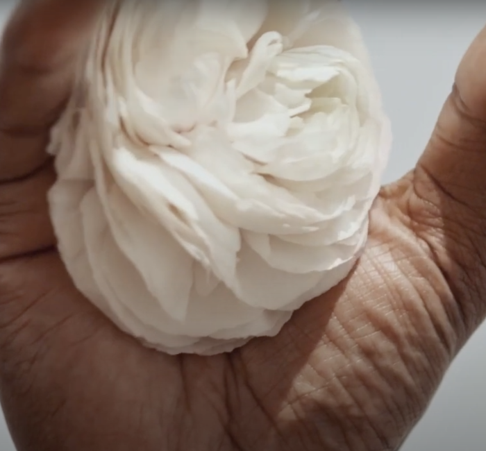 Black person's hand, open, with flower in palm