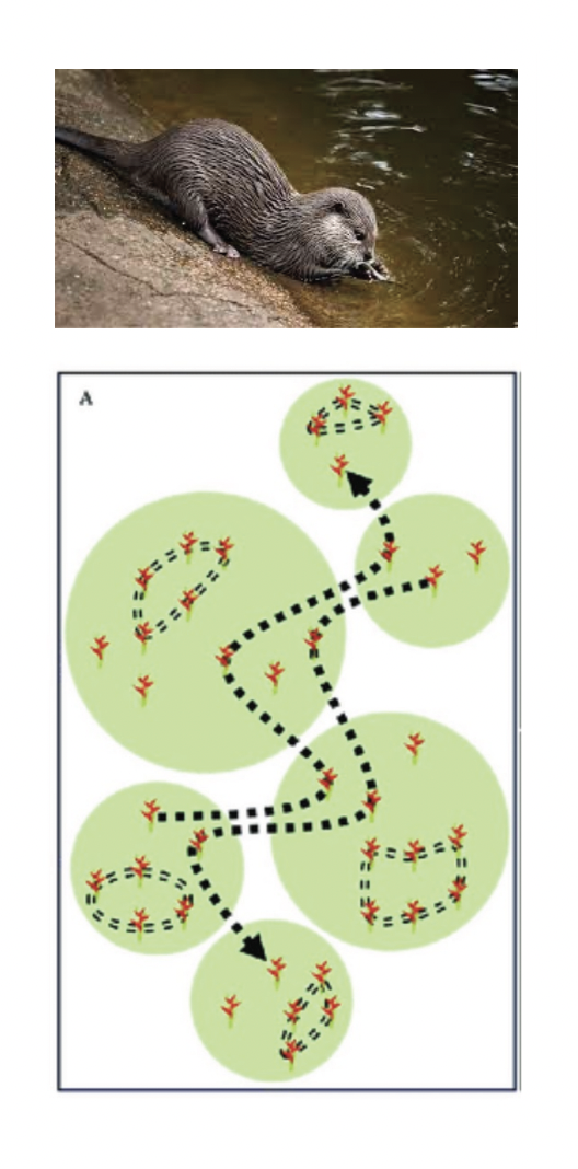 Otters foraging for food id an example of trying to find data literacy skills.